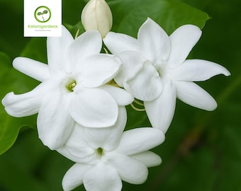 Maid of Orleans Jasmine Starter Plant: Fragrant Jasminum Sambac - 2" Pot