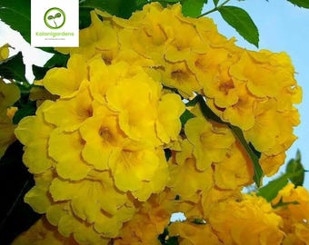 Esperanza Yellow Bells Plant: Tecoma Stans Live Starter Plant