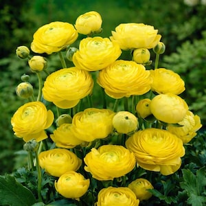 May include: A cluster of bright yellow ranunculus flowers in various stages of bloom. The fully open flowers display multiple layers of delicate petals, while some are still in bud. Green foliage provides a backdrop.