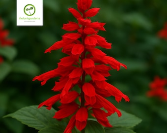 500 Red Salvia Seeds, Non-GMO, Pollinator-Friendly, Fragrant Flowers for Garden