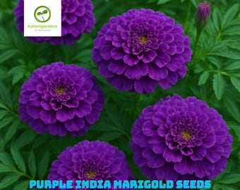 25 Purple India Marigold Seeds: Exotic Garden Flower