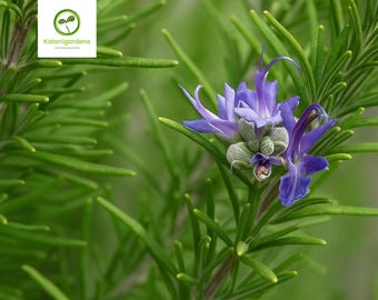 Rosemary Live Starter Plant, Fresh Herb for Cooking & Aromatherapy, Non GMO, Cold Hardy