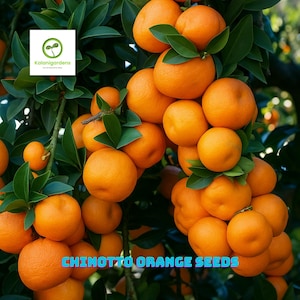 5 Chinotto Orange Seeds, Rare Citrus Tree for Home Garden