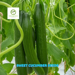 20 Sweet Slice Cucumber Seeds, Burpless Hybrid Garden Vegetable