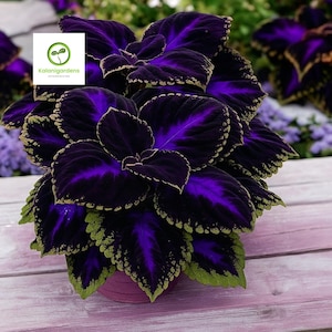 May include: A close-up of a Coleus plant with large, velvety leaves. The leaves are a deep purple with vibrant purple veins and green edges. The plant is in a pink pot and the background is a light purple wooden surface. The logo "KalaniGardens" is in the top left corner.