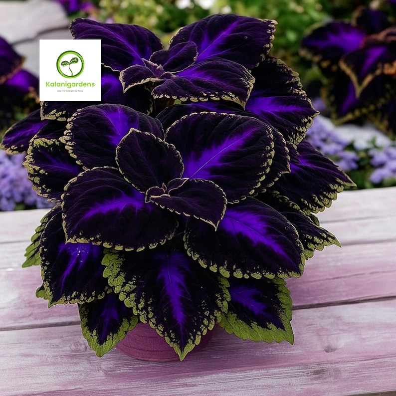 May include: A close-up of a Coleus plant with large, velvety leaves. The leaves are a deep purple with vibrant purple veins and green edges. The plant is in a pink pot and the background is a light purple wooden surface. The logo "KalaniGardens" is in the top left corner.