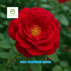 Red Chinese Rogusa Rose 5 Fresh Cuttings, Chinese Rose Plant, Fragrant Heirloom Bush for Garden