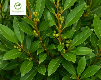 Bay Laurel Tree (Laurus nobilis) Live Plant, Culinary Bay Leaf Herb for Cooking & Garden