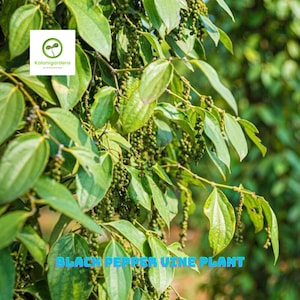 May include: Close-up of a black pepper vine plant with vibrant green leaves and clusters of peppercorns. The image features the text "BLACK PEPPER VINE PLANT" in a blue font. The logo for "Kalanigardens" is in the upper left corner.