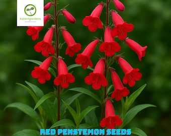 200 Red Penstemon Seeds: Eaton's Beardtongue, Native Wildflower, Pollinator Friendly