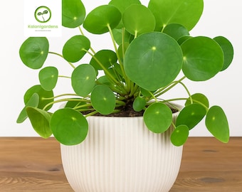 Chinese Money Plant: Easy-Care Pilea Houseplant, 7" Tall, Healthy Starter Ready to Plant