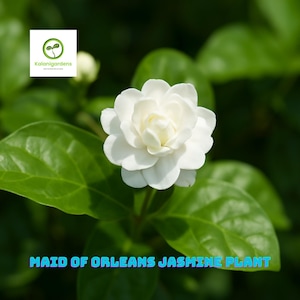 Maid of Orleans Jasmine Starter Plant: Fragrant Jasminum Sambac - 2&quot; Pot