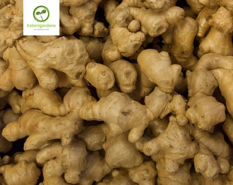 Organic Ginger Root (Whole Rhizome), Fresh Natural Spice for Cooking & Herbal Tea, Non GMO