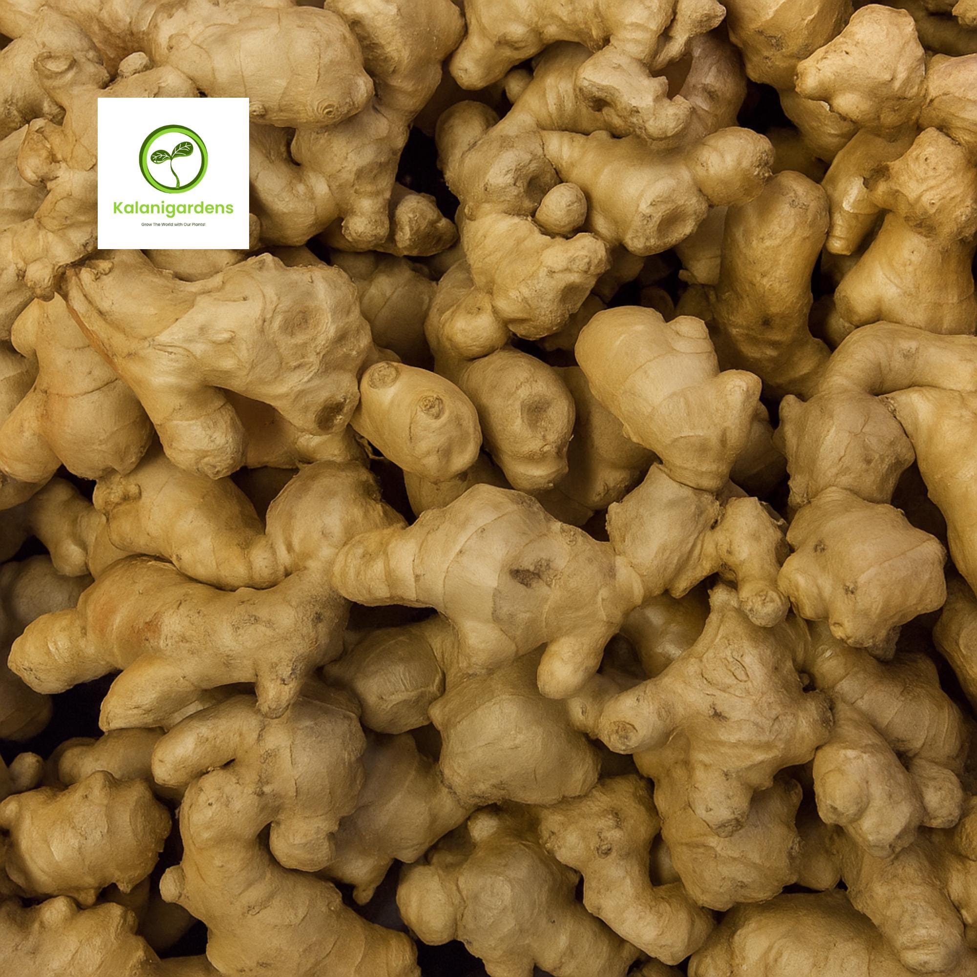 8 Ons Organic Ginger Root, Fresh Natural Spice for Cooking