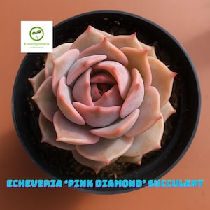 Echeveria Pink Diamond Succulent: Rare Rosette Plant in 2.5&quot; Pot