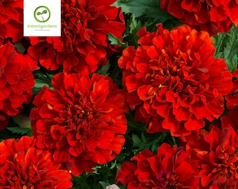 25 French Fireball Marigold Seeds, Colorful Annual Flowers for Pollinator Gardens