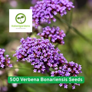 500 Verbena Bonariensis Seeds, Purpletop Vervain, Non-GMO, Tender Perennial Flowers, Pollinator Friendly