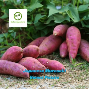 May include: A white ceramic mug with a black handle and the text "But First, Coffee" in a bold, black font. The mug is likely 11 ounces in size, perfect for a morning beverage.