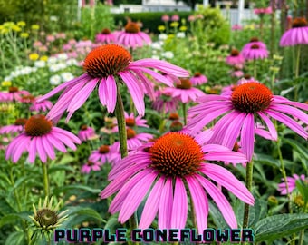 100 Purple Coneflower Seeds, Echinacea Purpurea, Pollinator Friendly, Easy to Grow, Non GMO