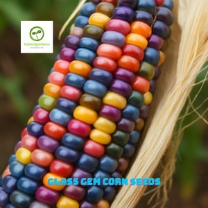 25 Organic Glass Gem Corn Seeds, Heirloom, Organic, Vibrant Colors, Beautiful Indian Corn Variety