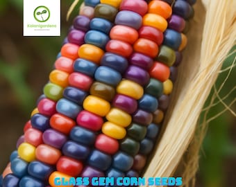 25 Organic Glass Gem Corn Seeds, Heirloom, Organic, Vibrant Colors, Beautiful Indian Corn Variety