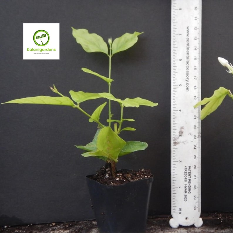 KalaniGardens Belle Of India Jasmine Plant - Thumbnail 3
