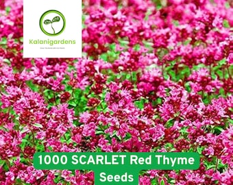 600 Red Creeping Thyme Seeds, Perennial Flower,  Fragrant Ground Cover, Drought Tolerant