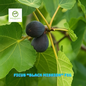 Black Mission Fig Tree Plants (Set of 2): Cold Hardy, Edible Fruit