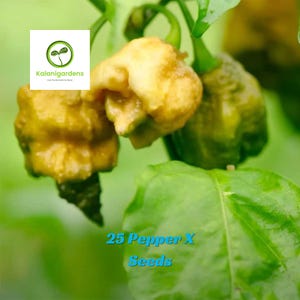 25 Pepper X Seeds, World's Hottest Pepper for Home Growing