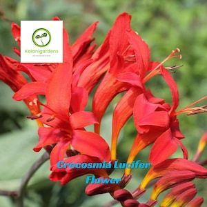 100 Lucifer Crocosmia Flower Seeds, Bold Red Blooms, Perennial, Attracts Hummingbirds