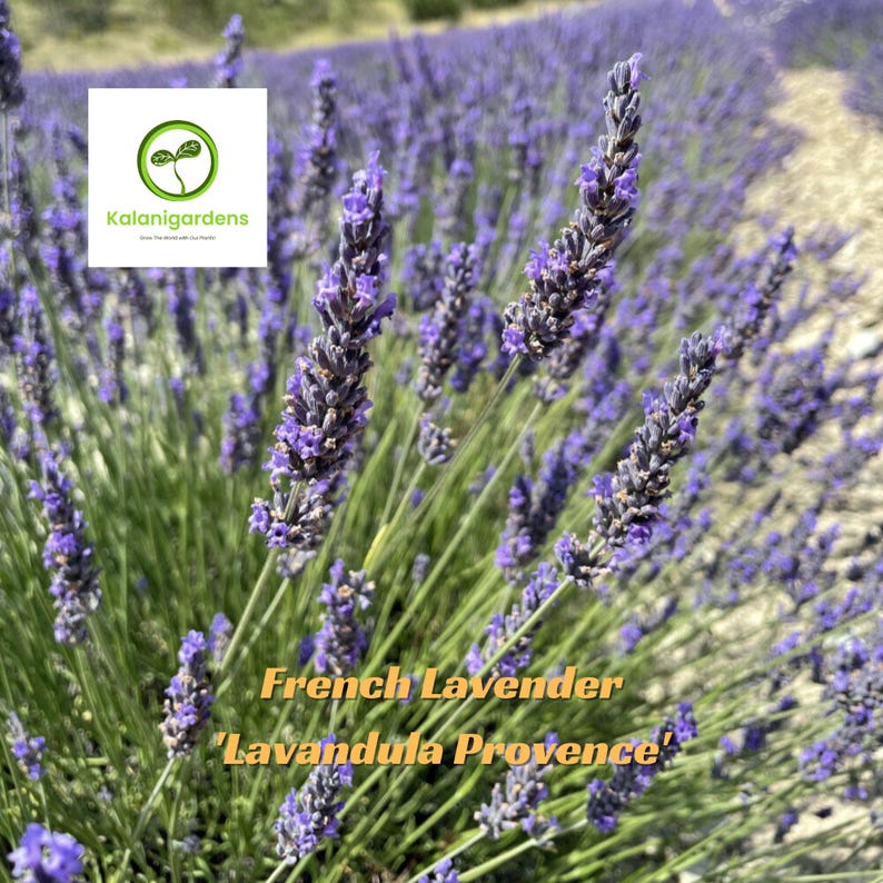 KalaniGardens French Lavender - Thumbnail 3