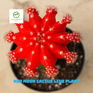 May include: A vibrant red Red Moon cactus in a black pot. The cactus has a star-like shape with multiple points, each tipped with small, spiky clusters. The text "RED MOON CACTUS LIVE PLANT" is displayed at the bottom of the image.