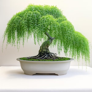 May include: A vibrant green bonsai tree with cascading foliage, set in a light-colored, rectangular pot. The tree's trunk is gnarled and textured, with exposed roots. The leaves are a bright, lively green, creating a miniature, natural landscape.