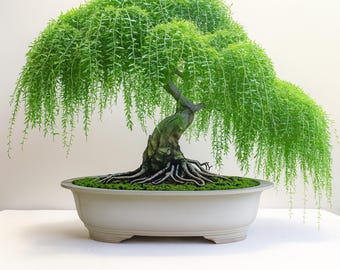 Live Green Weeping Willow Bonsai Cutting Tree, Indoor-Outdoor Bonsai, Starter Plant for Growing Garden