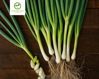 250 Organic Lisbon Bunching Onion Seeds, Non-GMO Heirloom Scallions, Fast Growing Vegetables