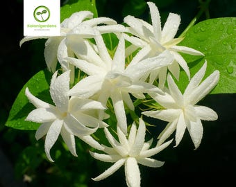 Live Belle Of India Jasmine Starter Plant, Jasminum Sambac Double, Aromatic Flower, Cold Hardy