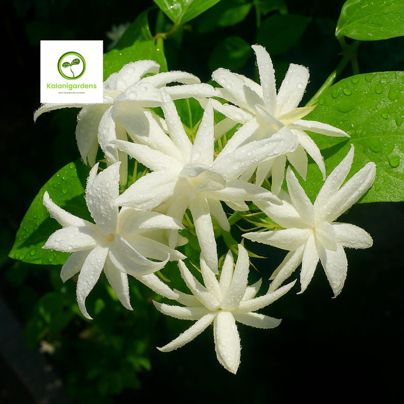 KalaniGardens Belle Of India Jasmine Plant - Thumbnail 2