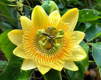 15 Golden Passion Fruit Seeds, Sweet Granadilla (Passiflora ligularis), Non GMO
