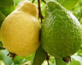 50 Egyptian Yellow Guava Seeds – Rare Tropical Fruit Tree, Sweet & Fragrant, Non GMO
