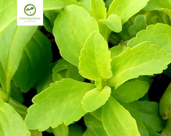 Stevia Rebaudiana Live Plant Plug, Natural Sweet Herb