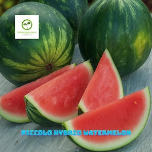 50 Piccolo Hybrid Watermelon Seeds, Seedless Variety, Sweet & Crisp Flesh, High Yield Garden Fruit