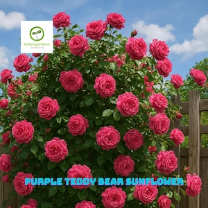5 Fresh Peggy Martin Climbing Rose Cuttings, Hardy, Thornless, Fragrant Pink Heirloom Rose Vine