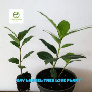 Bay Laurel Tree (Laurus nobilis) Live Plant, Culinary Bay Leaf Herb for Cooking & Garden
