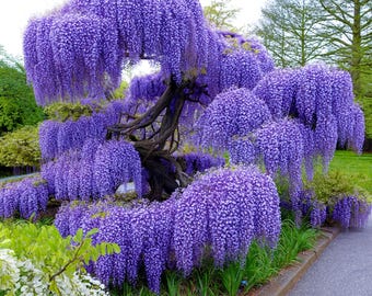 5 Chinese Blue Wisteria Seeds, Fast Growing, Pollinator Friendly, Fragrant Blooms, Cold Hardy