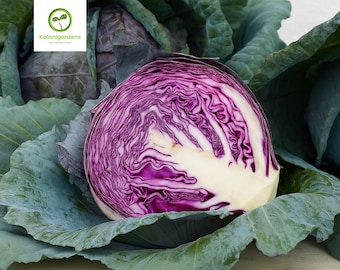 50 Red Acre Cabbage Seeds, Heirloom Non-GMO, Cold Hardy Vegetables, Easy to Grow
