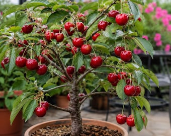 Dwarf Cherry Bonsai Seeds, Miniature Edible Fruit Tree, Easy Grow (25 Seeds)