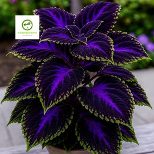 May include: A close-up of a Coleus plant with large, textured leaves. The leaves are a deep purple with vibrant purple veins and a bright green, scalloped edge. The plant is in a neutral-colored pot. The logo "Kalanigardens" is in the upper left corner.