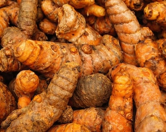 Fresh Turmeric Root, Whole Organic Turmeric Rhizomes, Culinary & Herbal Use, Non GMO