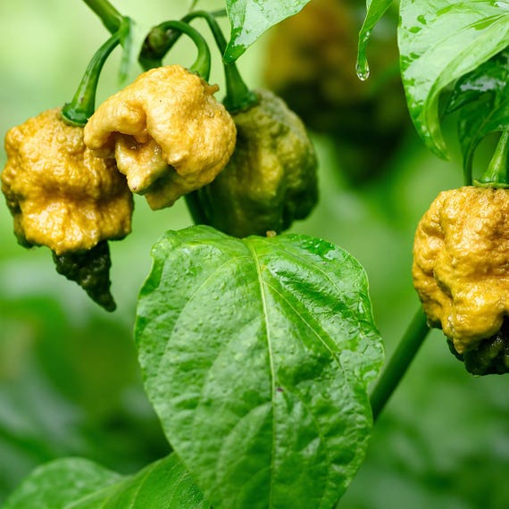 25 Pepper X Seeds, World's Hottest Pepper for Home Growing - Etsy