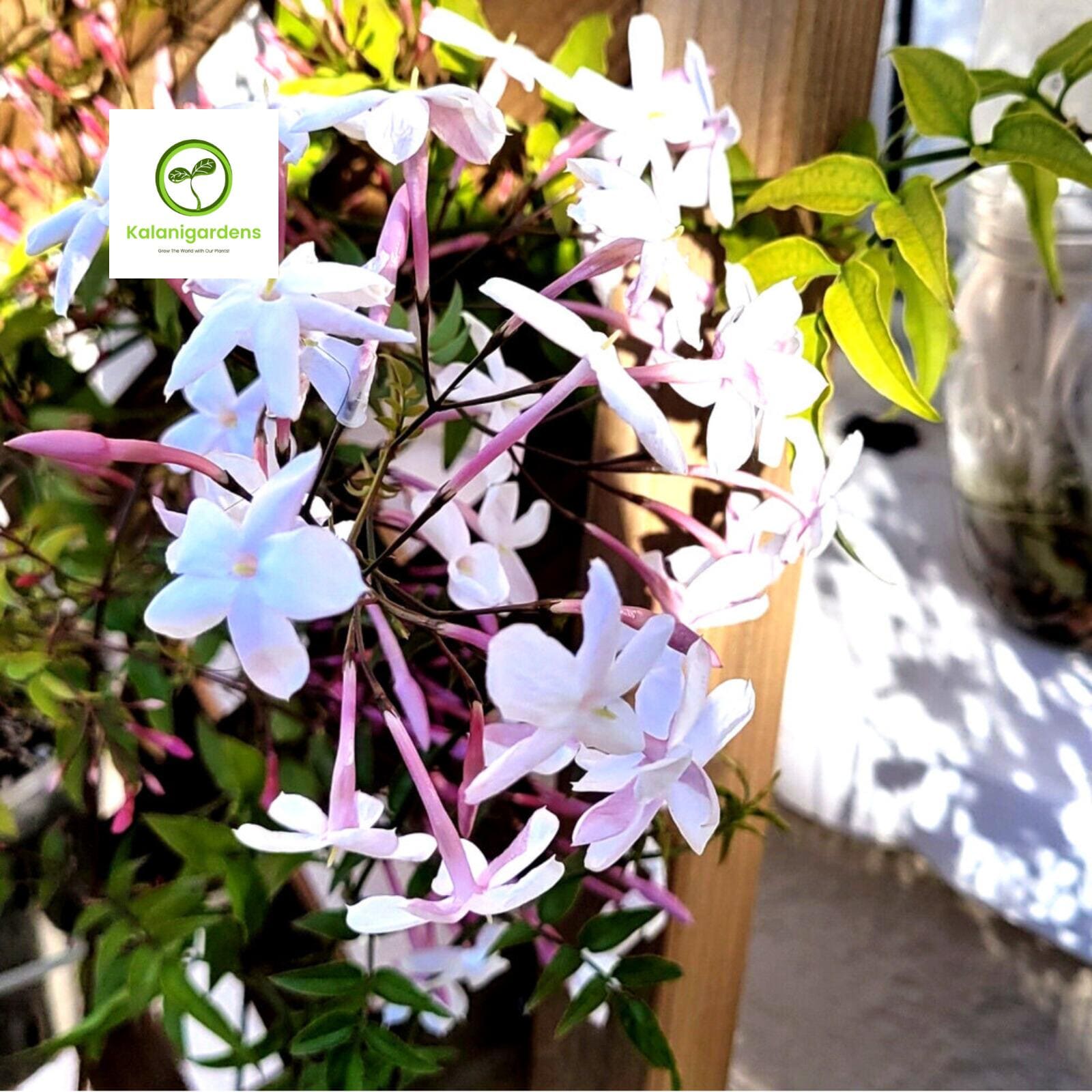 Pink Jasmine Plant - Jasminum polyanthum - Fragrant - 4 Pot - Live Plant